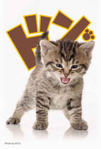 ブロッコリーキャラクタースリーブ 「子猫」 パック