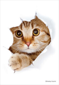 ブロッコリーキャラクタースリーブ・ミニ 猫「呼んだ？」 パック