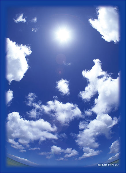 ブロッコリーハイブリッドスリーブ「あの夏の青空」2022 パック