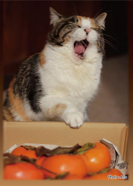 SUGOIスリーブシリーズ ふるもっふ ねこ ver.2 パック