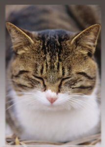 SUGOIスリーブシリーズ ふるもっふ ねこ ver.3 パック
