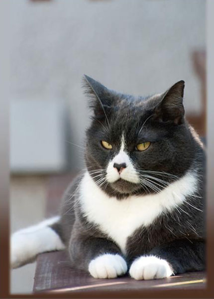 SUGOIスリーブシリーズ ふるもっふ ねこ ver.4 パック