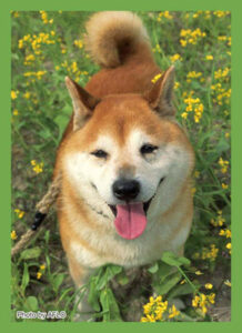 ブロッコリー ハイブリッドスリーブ 菜の花と柴犬 60枚入りパック